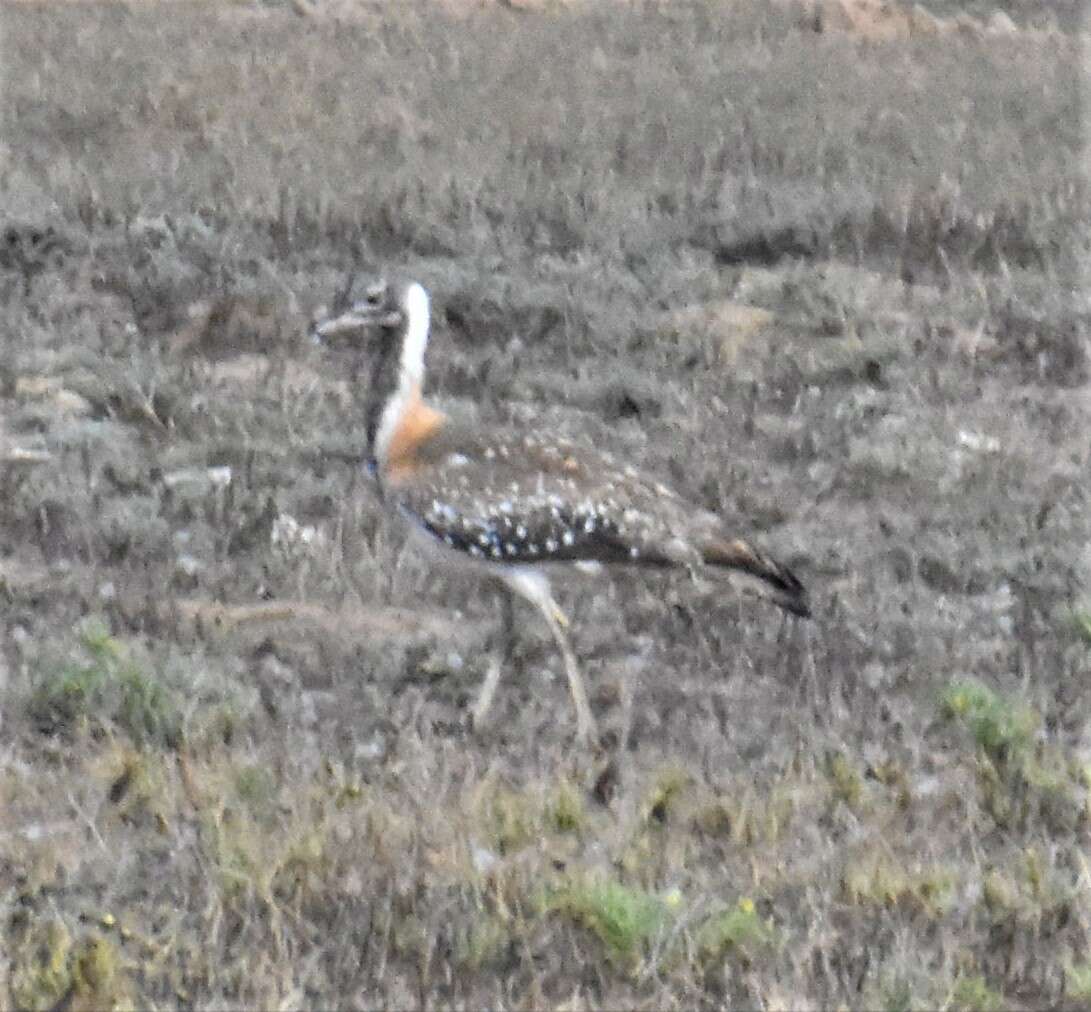 Image of Ludwig's Bustard