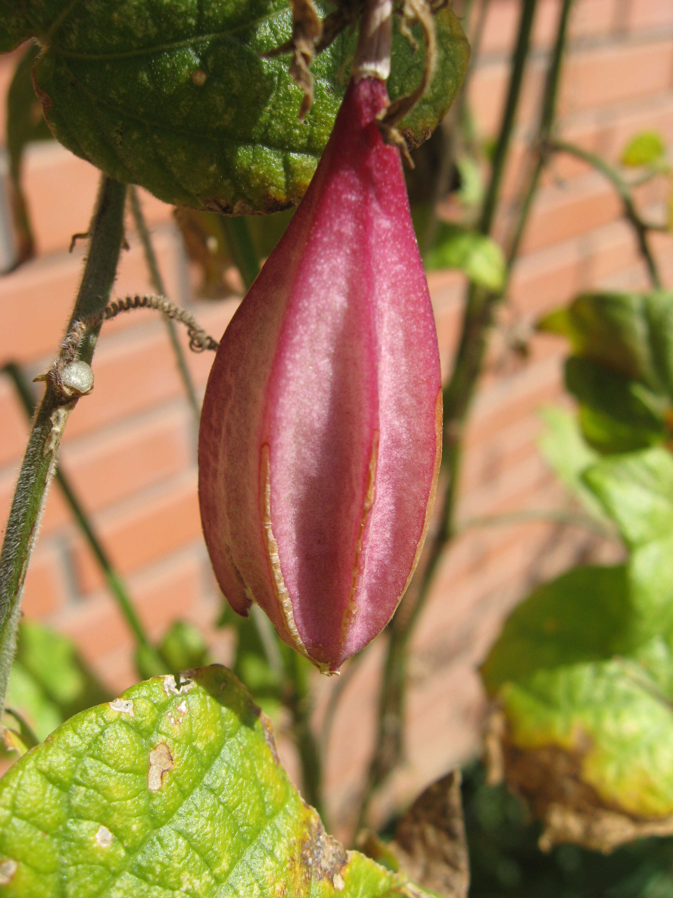 Image of Passiflora capsularis L.