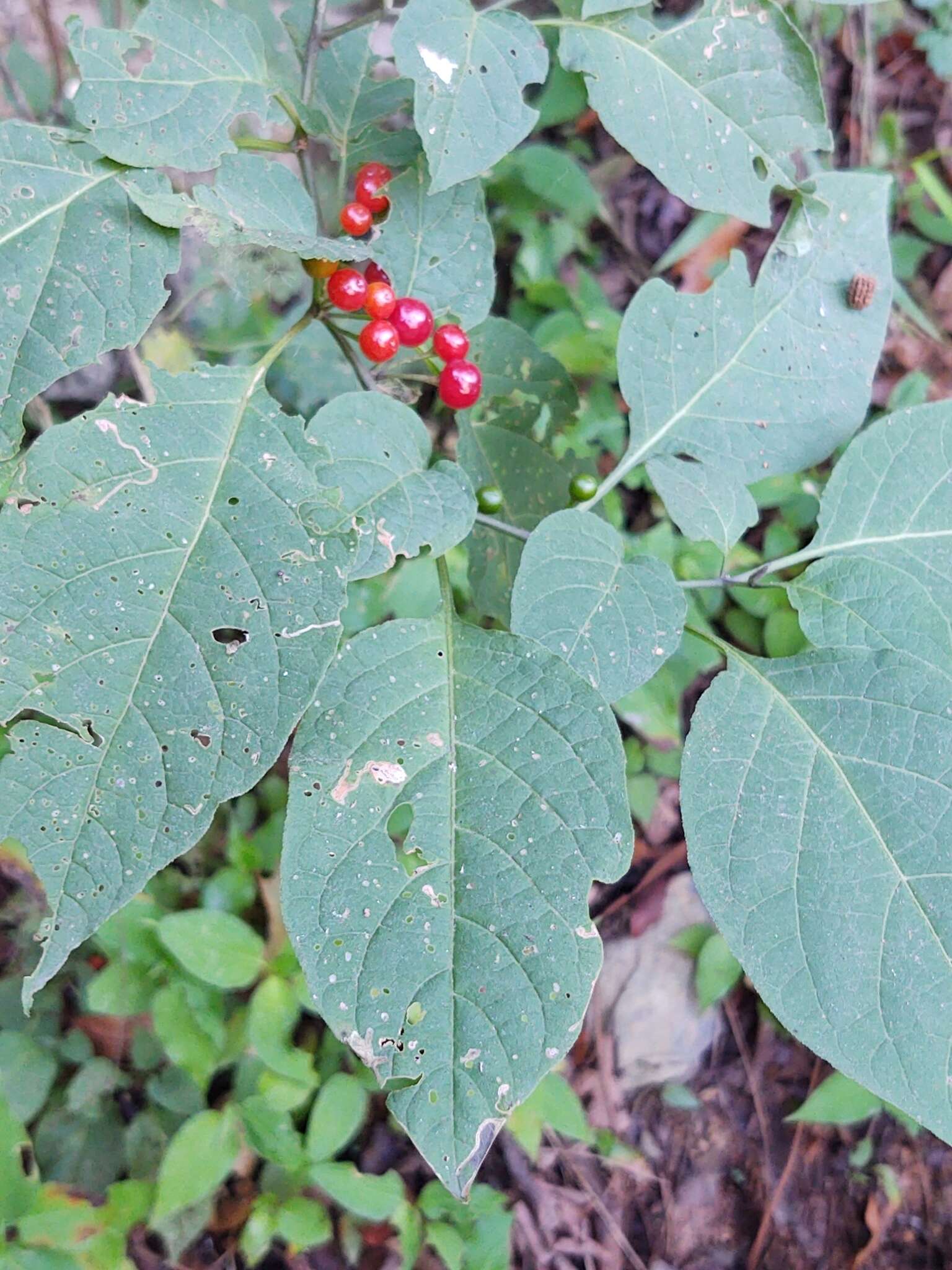 Image of Witheringia mexicana (B. L. Robinson) A. T. Hunziker