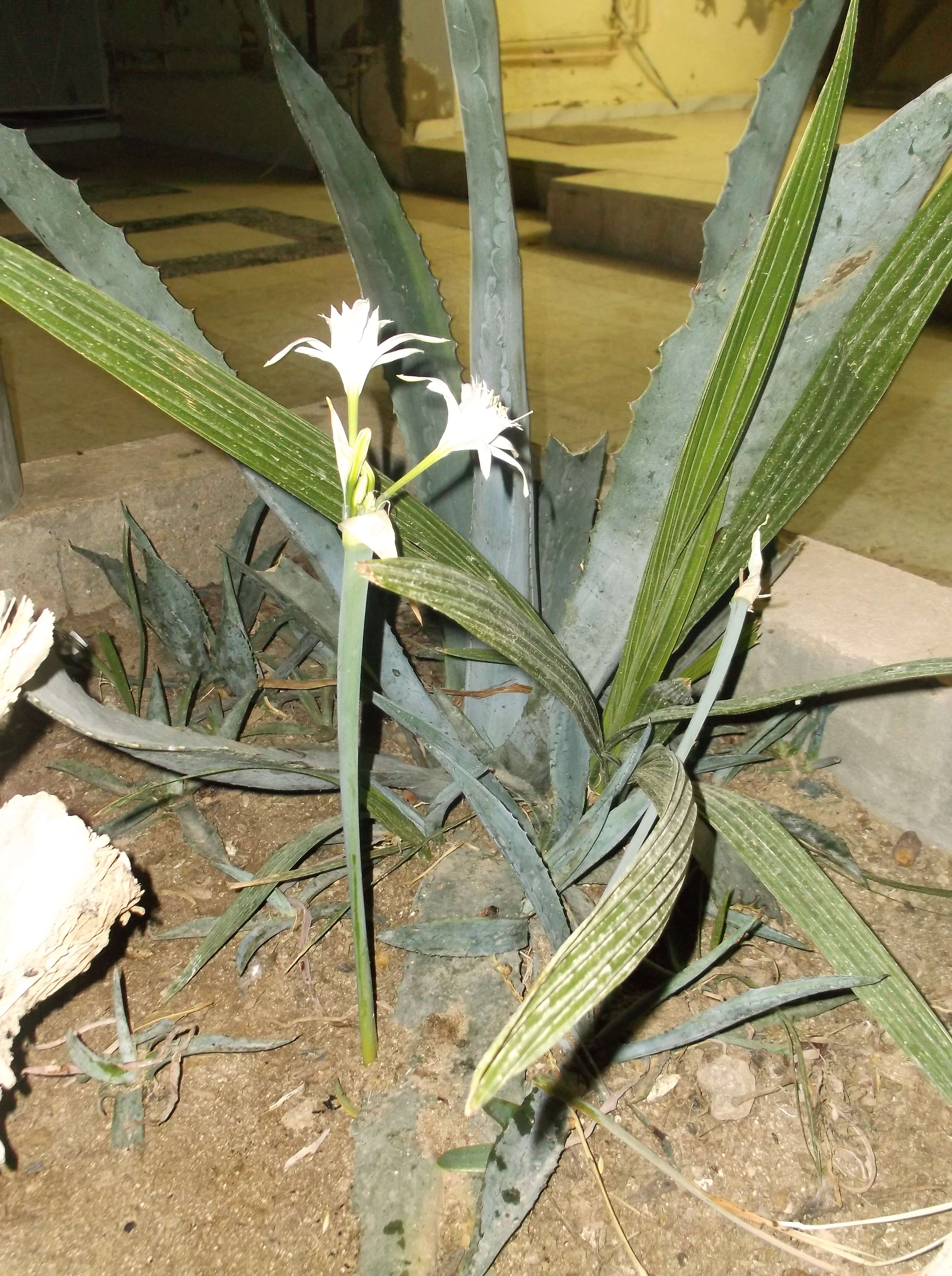 Imagem de Pancratium maritimum L.