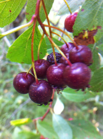 Imagem de Crataegus rivularis Nutt. ex Torr. & Gray