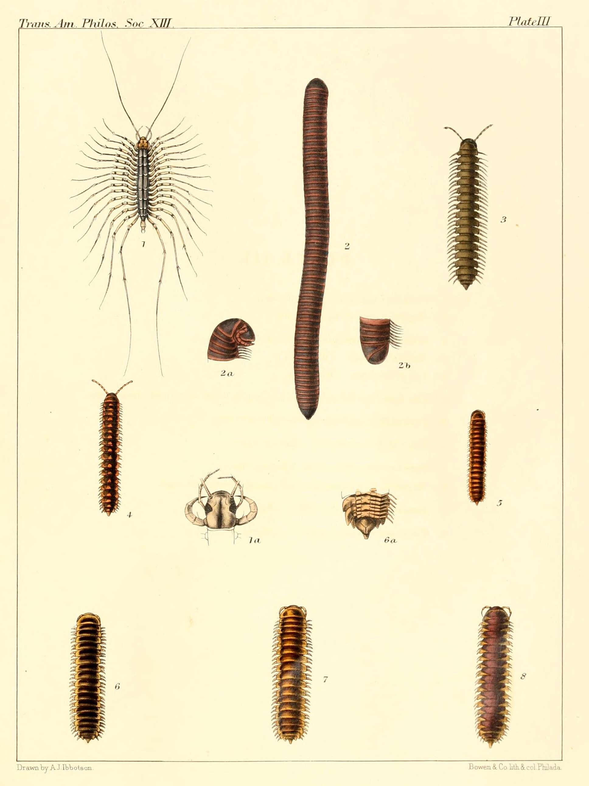 Image of American giant millipede