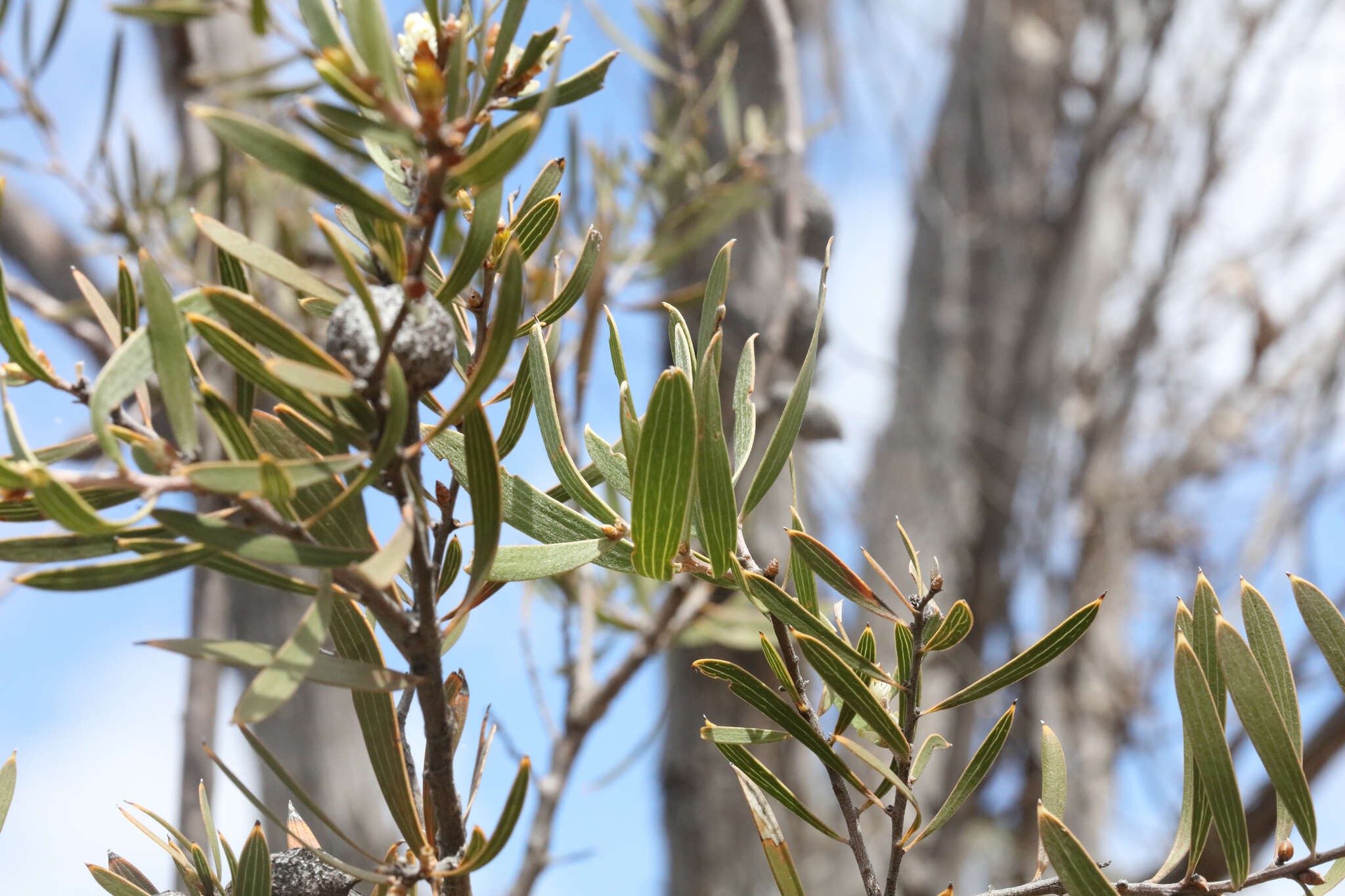 Imagem de Hakea laevipes subsp. graniticola Haegi