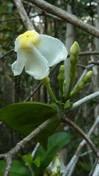 Plancia ëd Tabernaemontana flavicans Willd. ex Roem. & Schult.