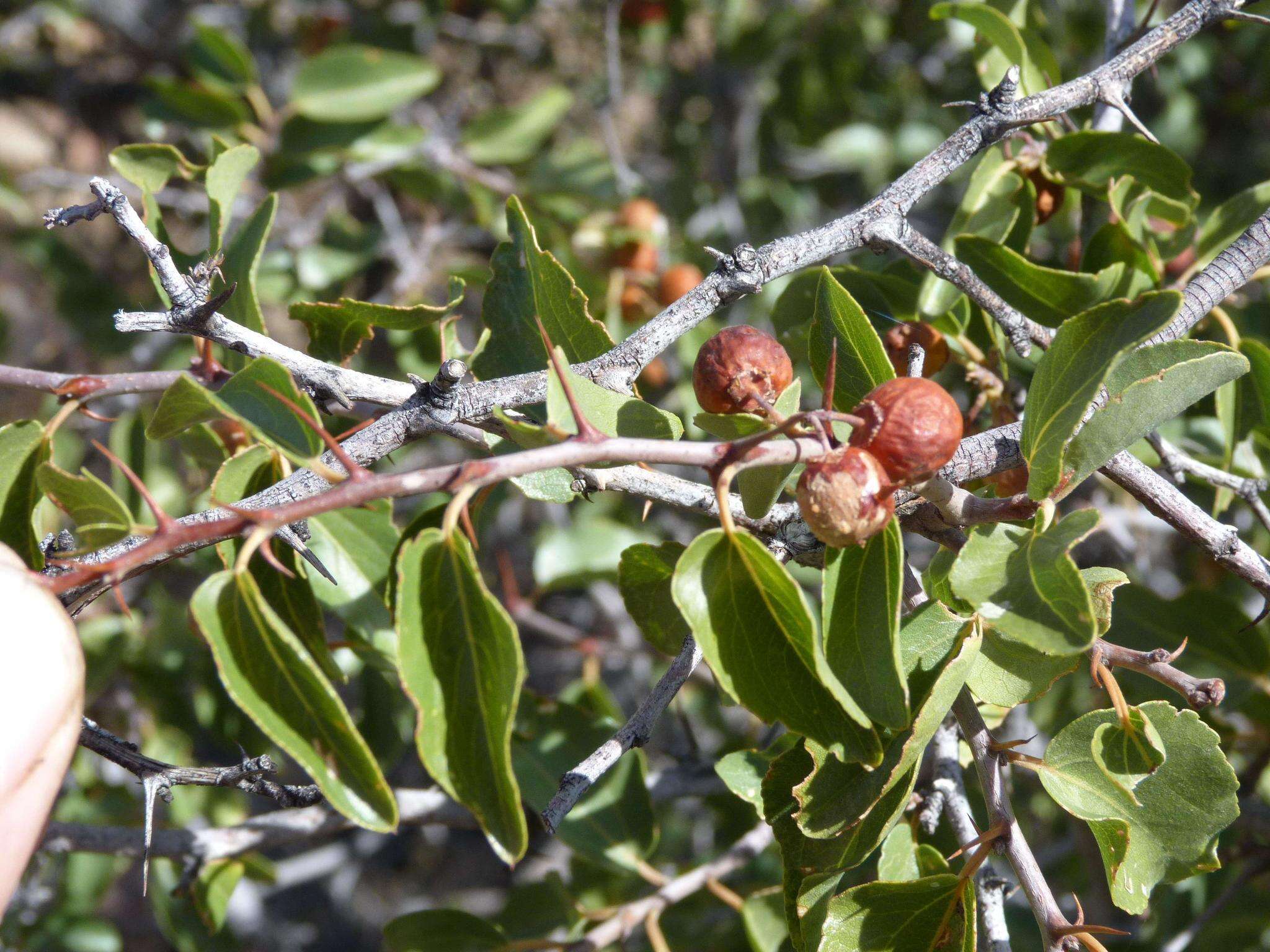 Image of Buffalo-thorn