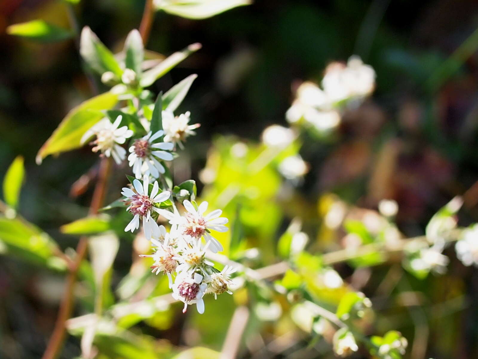 Image of calico aster