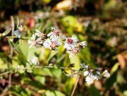 Image of calico aster