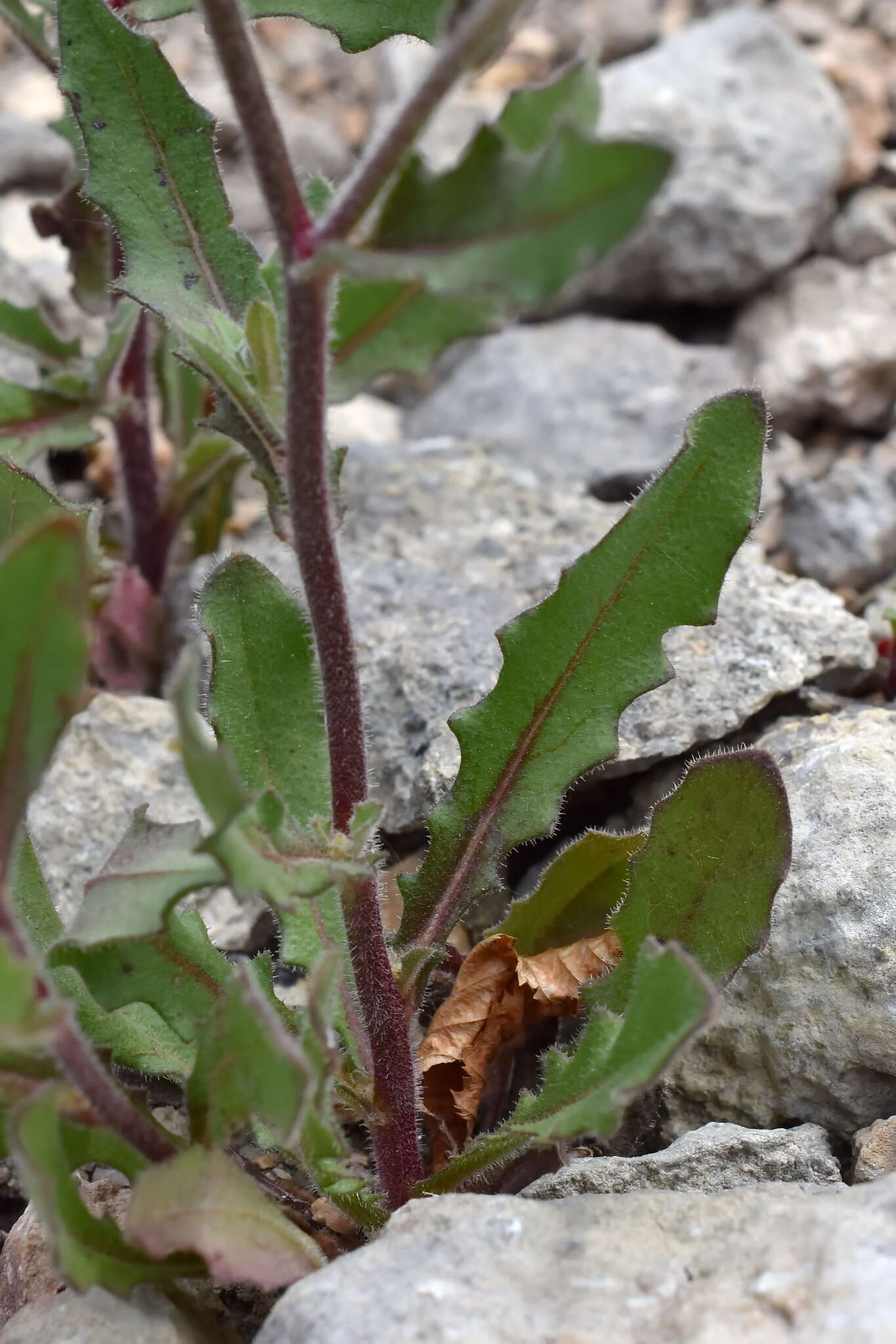 Image of smallflower oxtongue