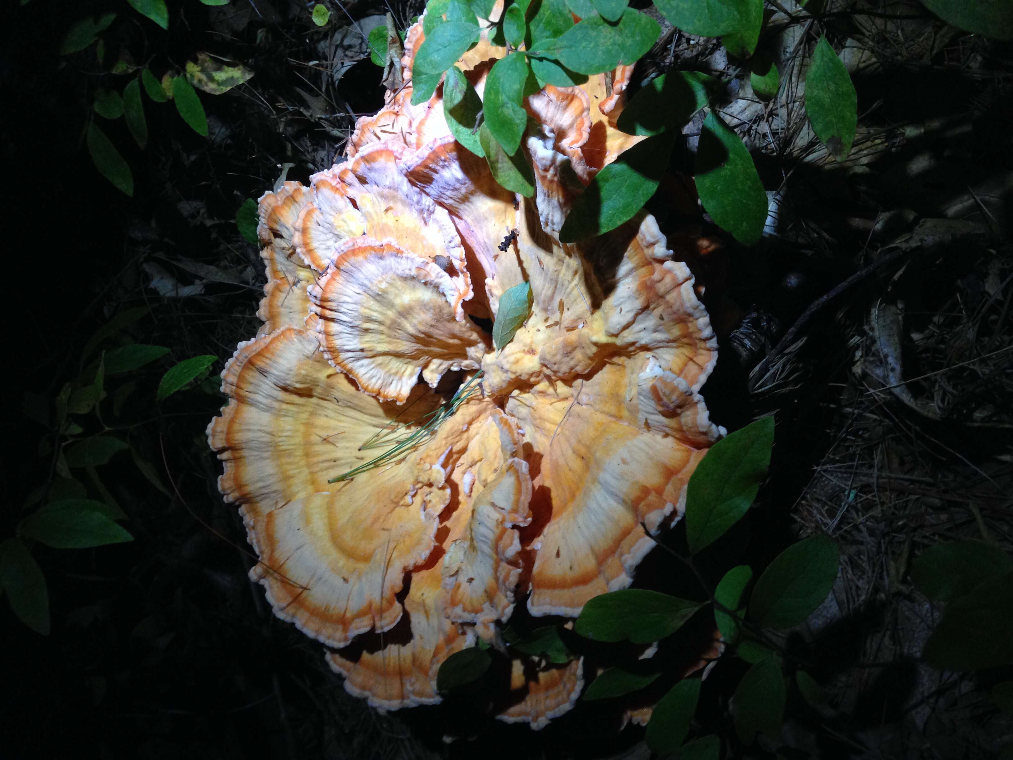 Image of Laetiporus