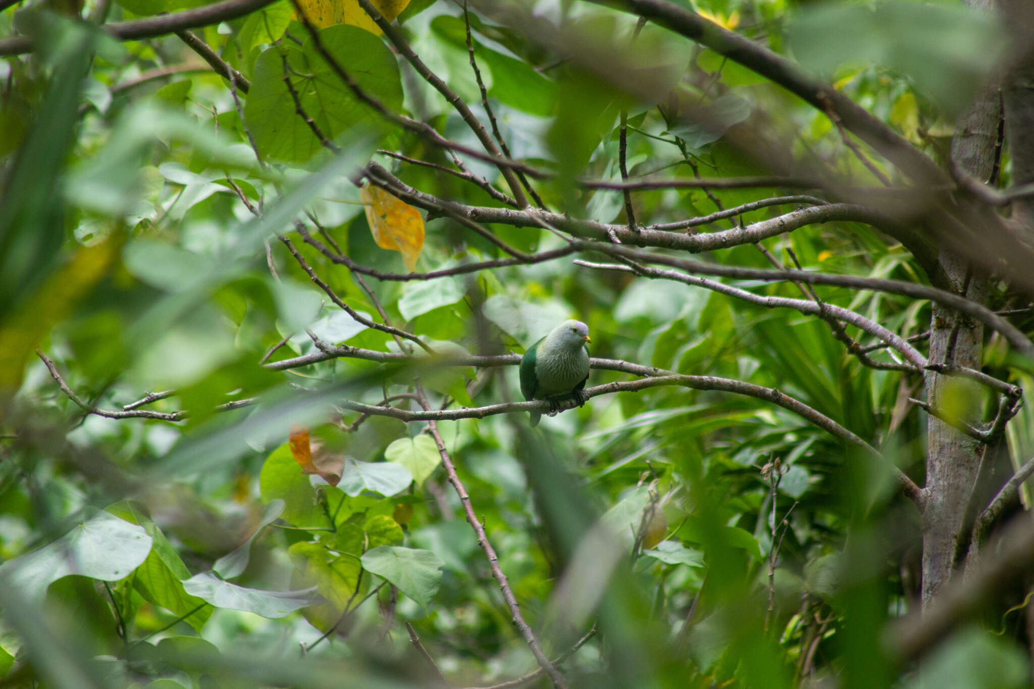 Image of Grey-green Fruit Dove