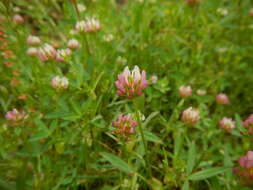 Image of Upright Clover