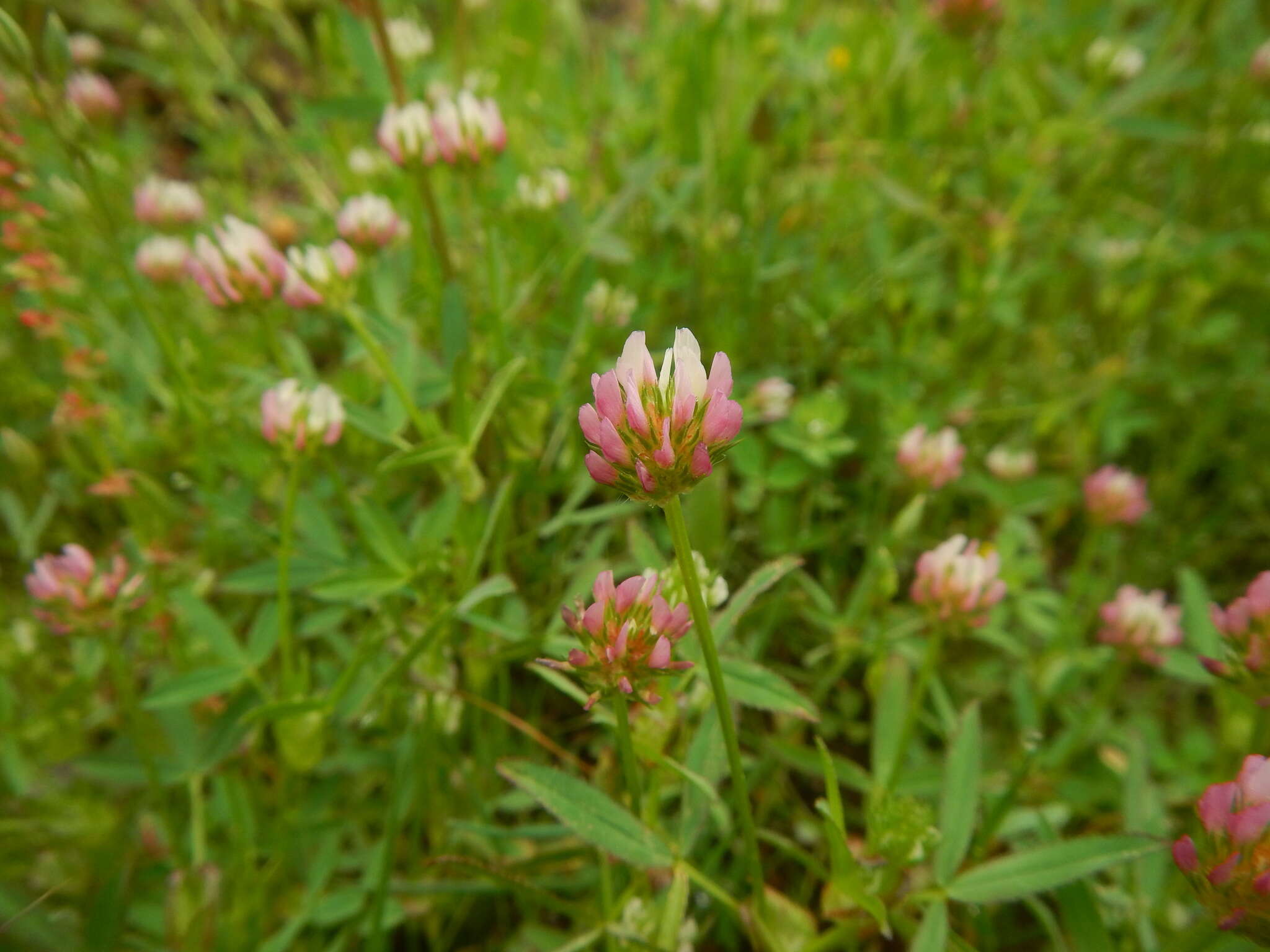 Image of Upright Clover