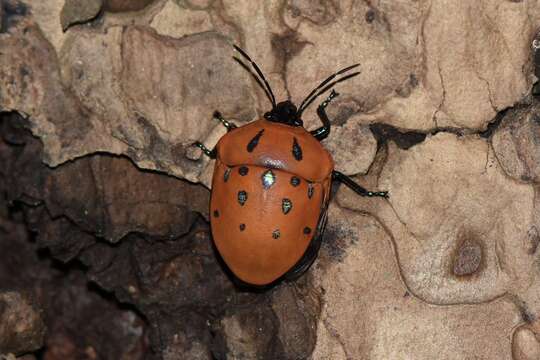 Image of <i>Poecilocoris druraei</i>