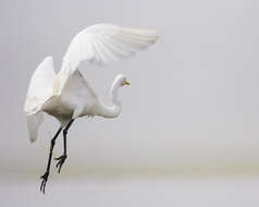 Image of Great Egret