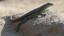 Image of Four-banded Pacific Iguana