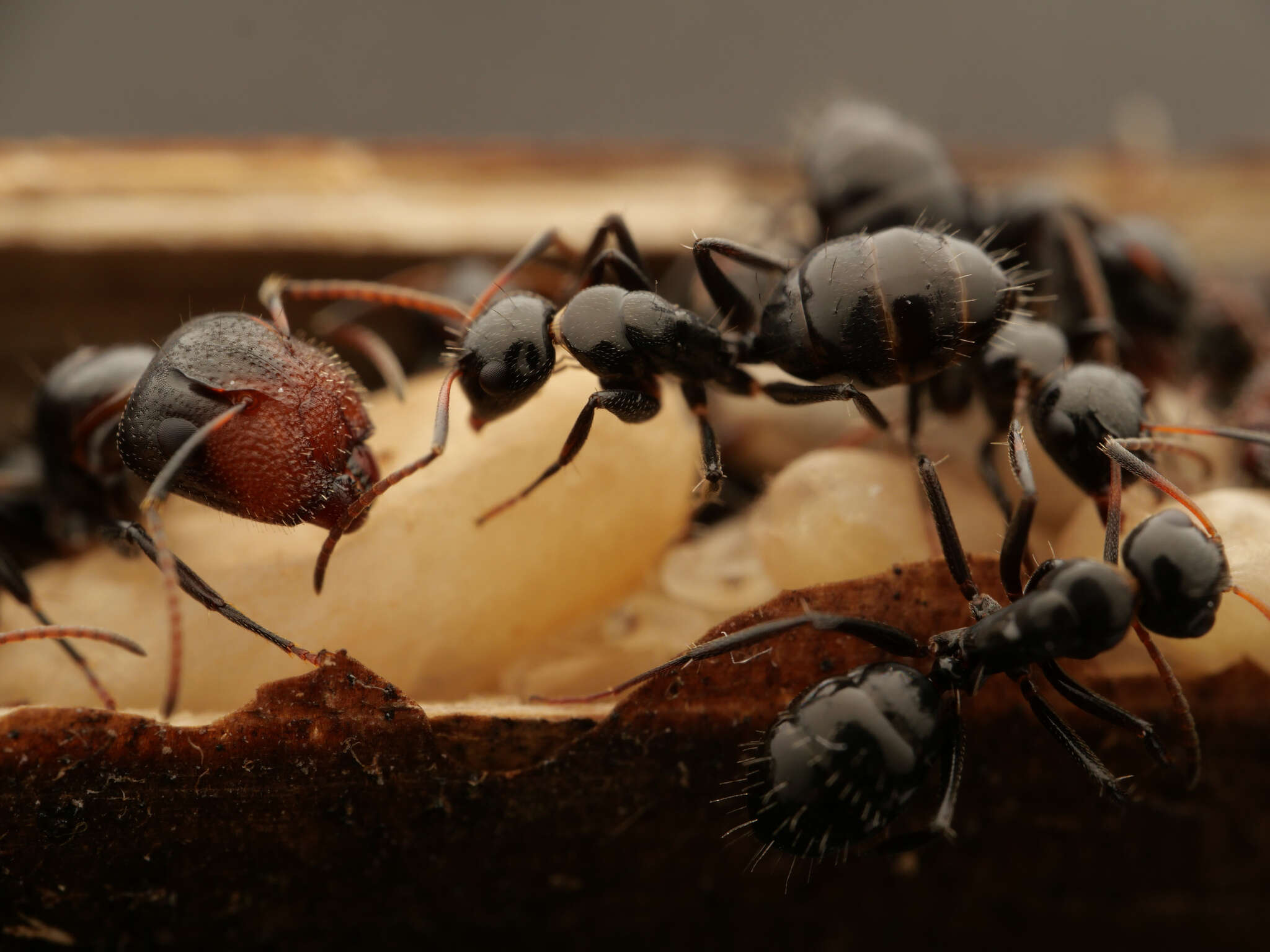 Plancia ëd Camponotus albocinctus (Ashmead 1905)