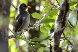 Image of Mauritius Black Bulbul