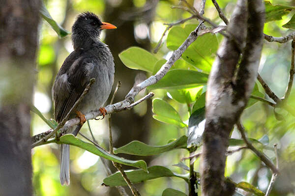 Image of Mauritius Black Bulbul