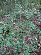 Image de Pseuderanthemum repandum (G. Forster) Guillaumin