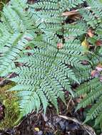 Image of Hawaii Potato Fern