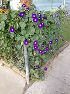 Image of tall morning-glory