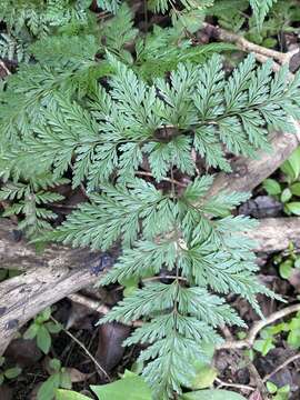 Image of Lacy hare’s-foot fern