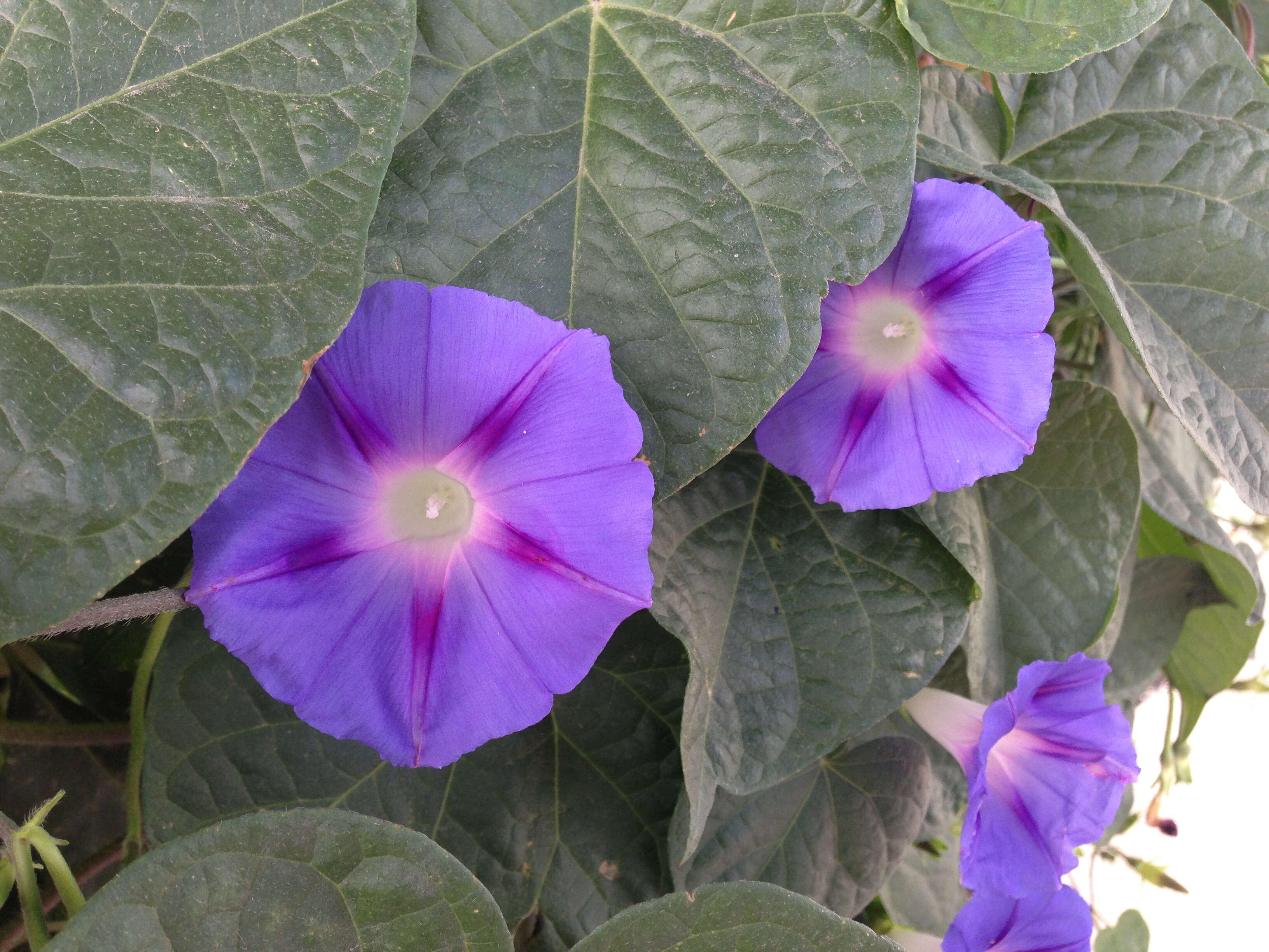 Image of tall morning-glory