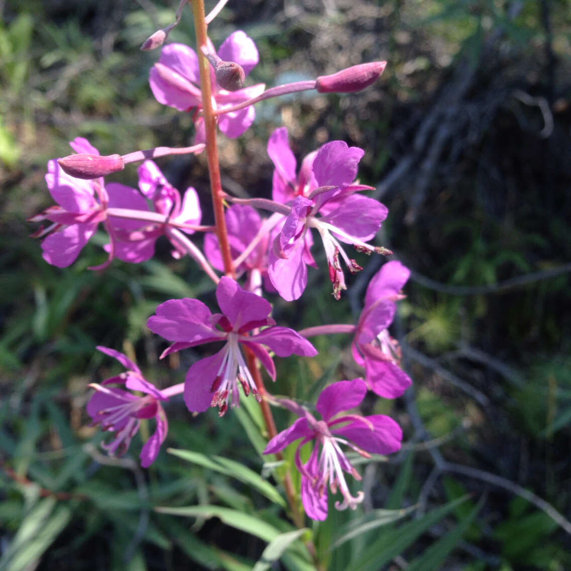 Image of Narrow-Leaf Fireweed