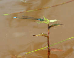 Image of Pseudagrion williamsoni Fraser 1922