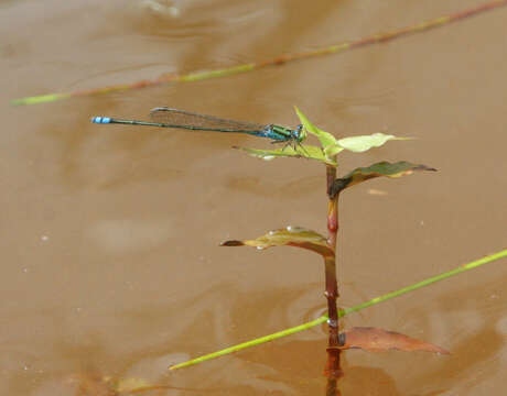 Pseudagrion williamsoni Fraser 1922的图像