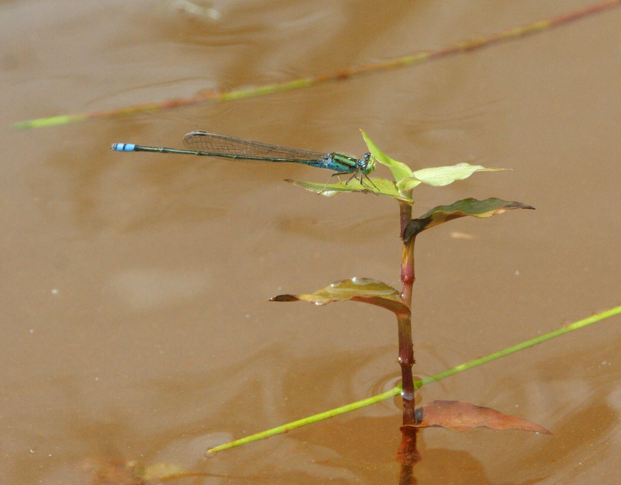 Image of Pseudagrion williamsoni Fraser 1922