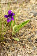 Image of Violet