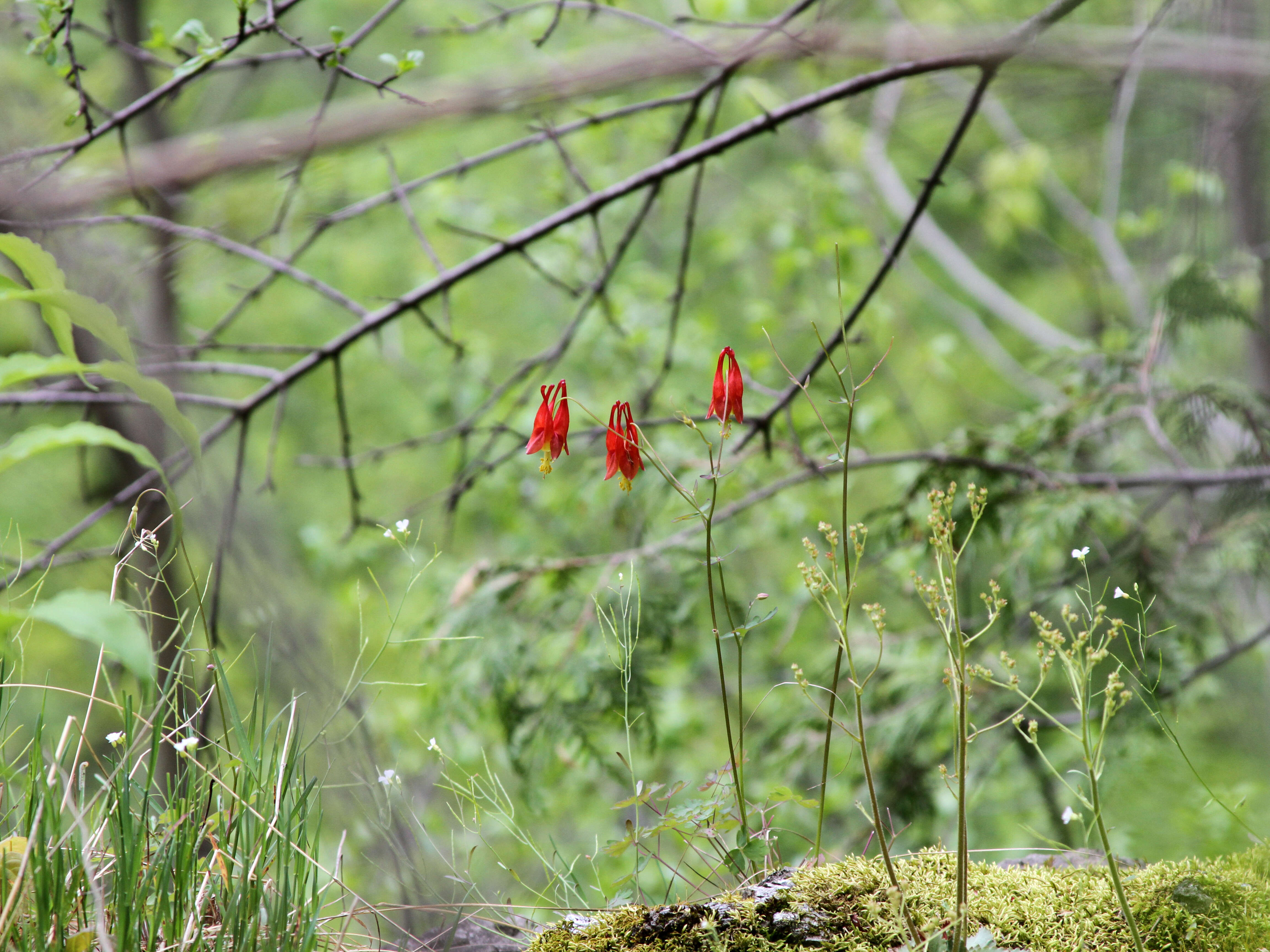 Image of red columbine