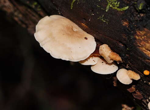 Слика од Clitocybe semiocculta Cleland 1927