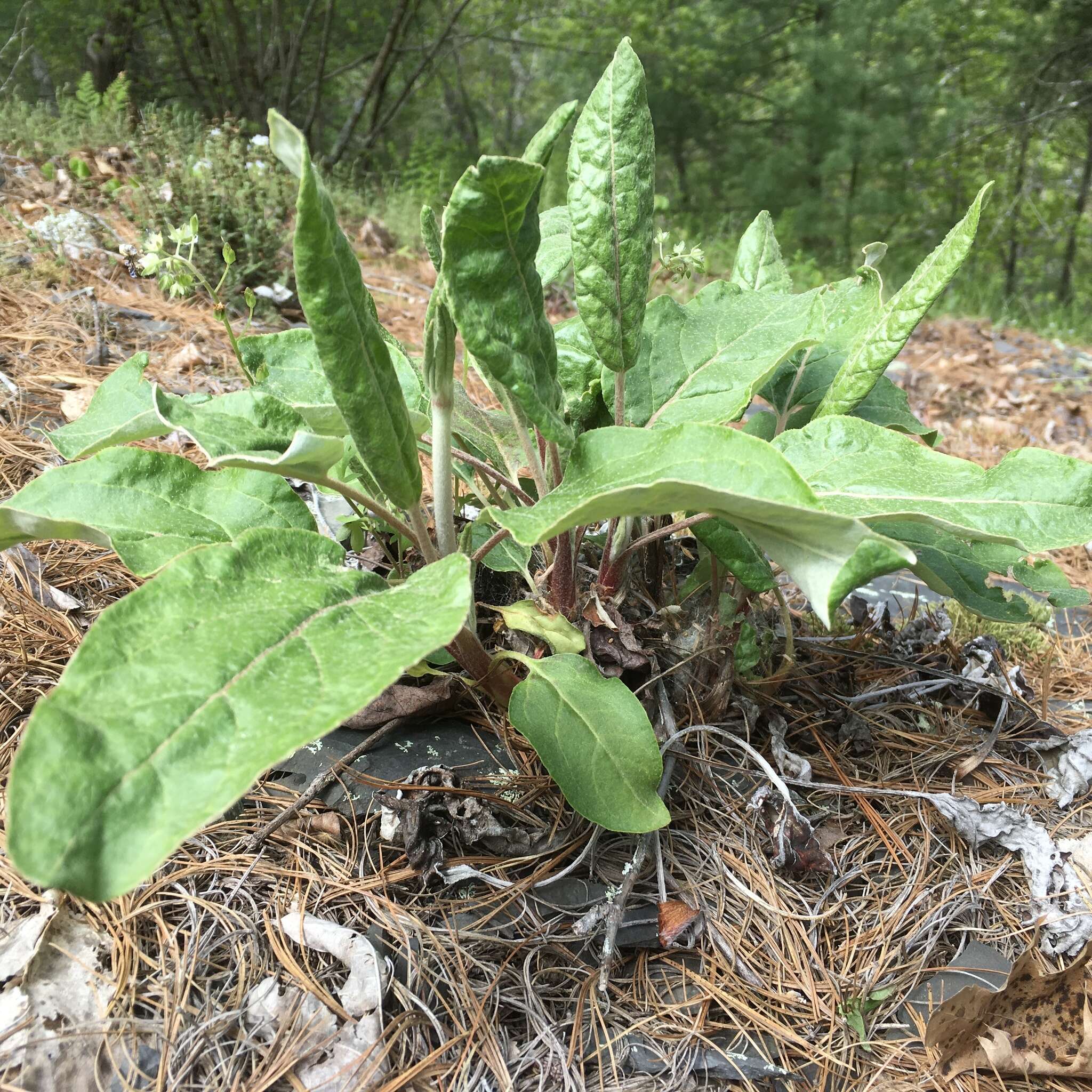 Image of shale barren buckwheat