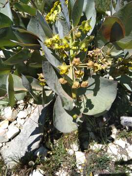 Image of Gomphocarpus swynnertonii (S. Moore) Goyder & Nicholas