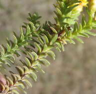 Image of Oedera genistifolia (L.) A. A. Anderberg & K. Bremer