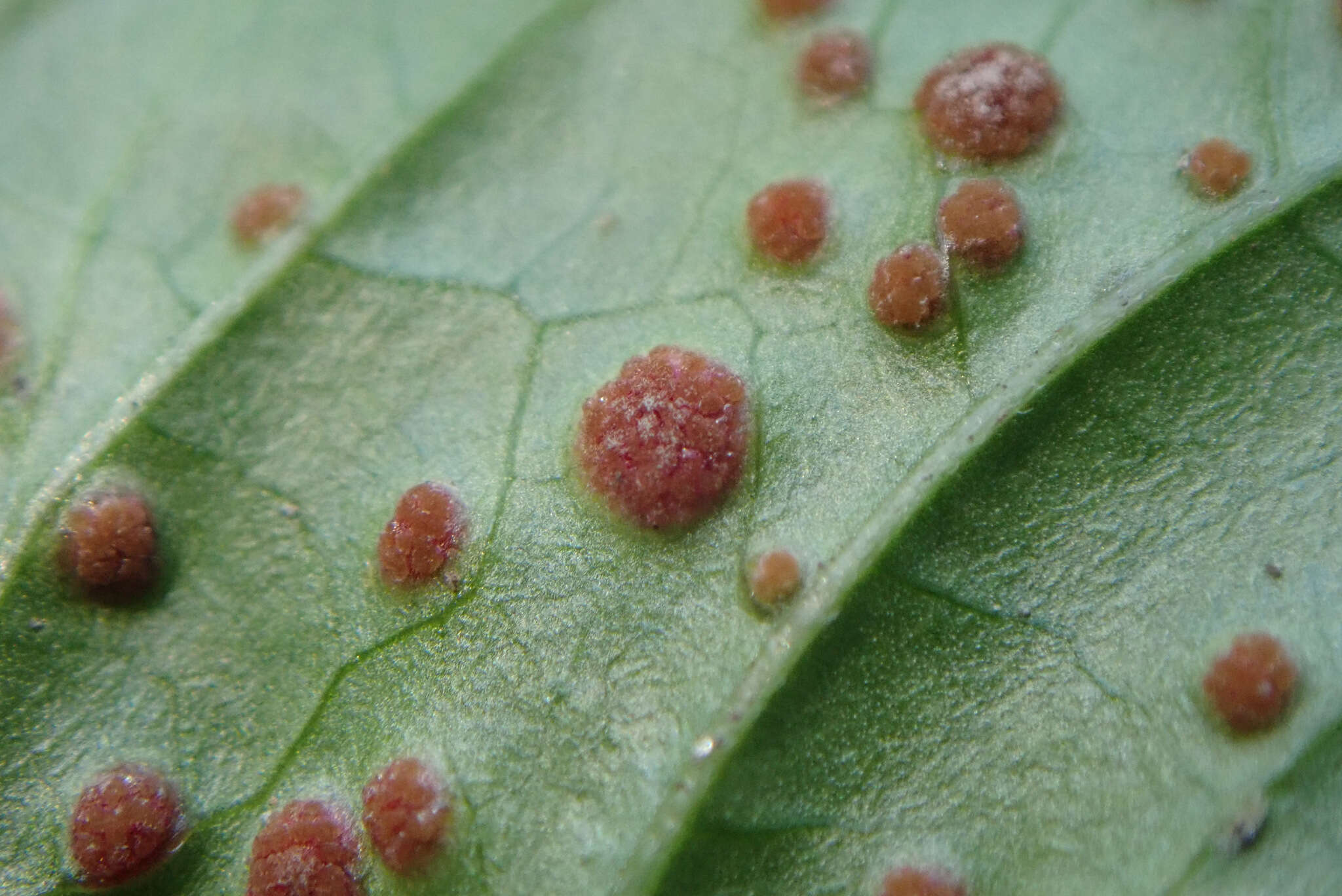 Imagem de Puccinia circaeae Pers. 1794