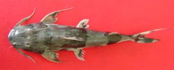 Image of Devil catfish