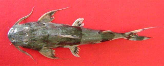 Image of Devil catfish
