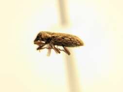 Image of Weevil