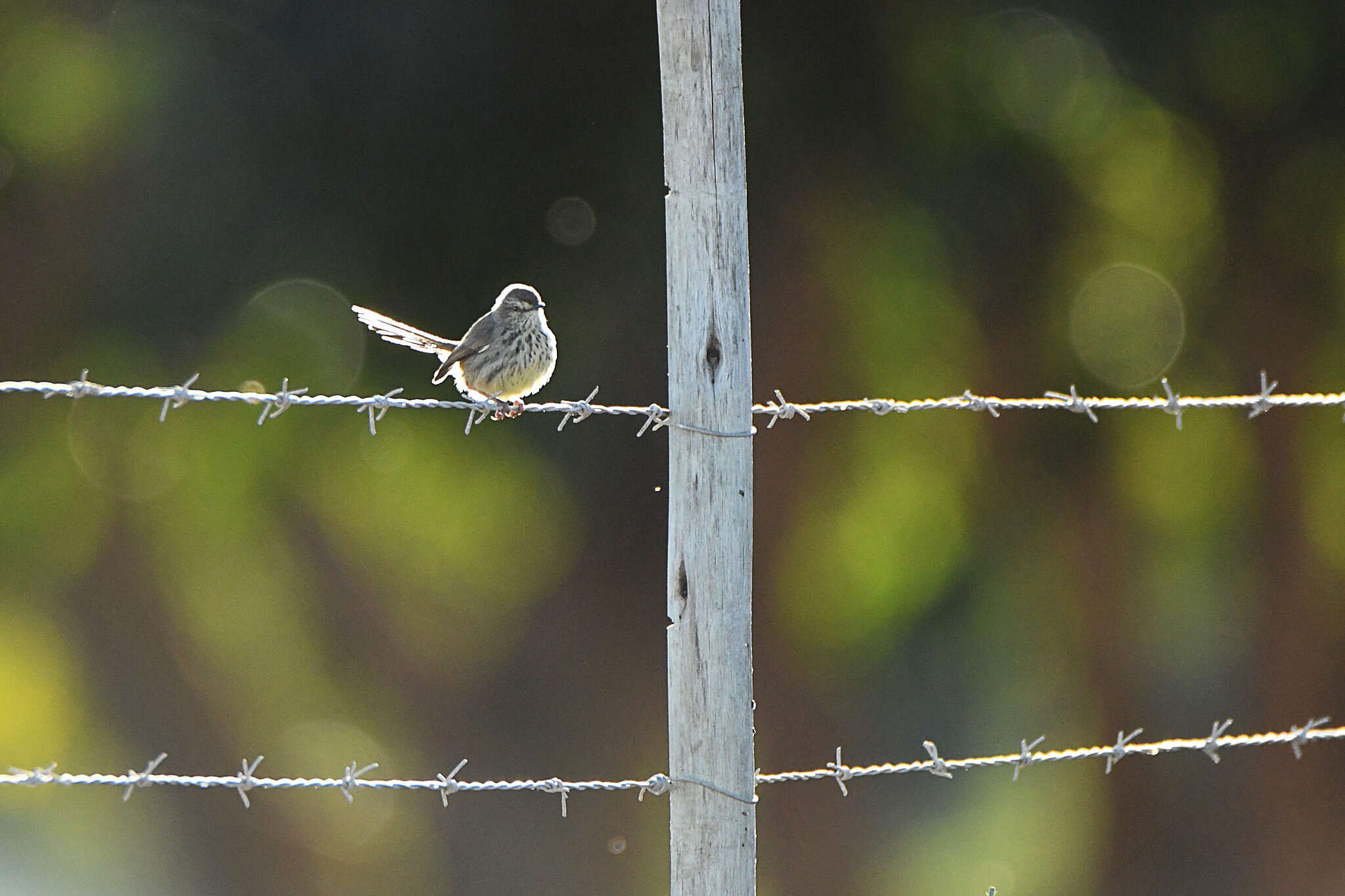 Image of Prinia maculosa exultans Clancey 1982