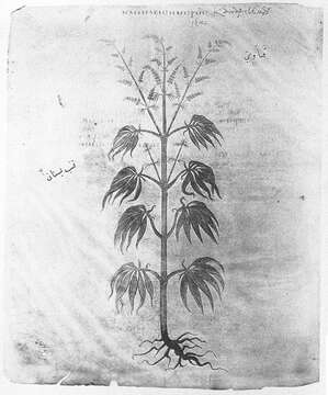 Image of marijuana