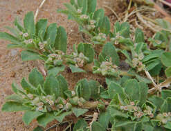 Imagem de Euphorbia stictospora var. stictospora