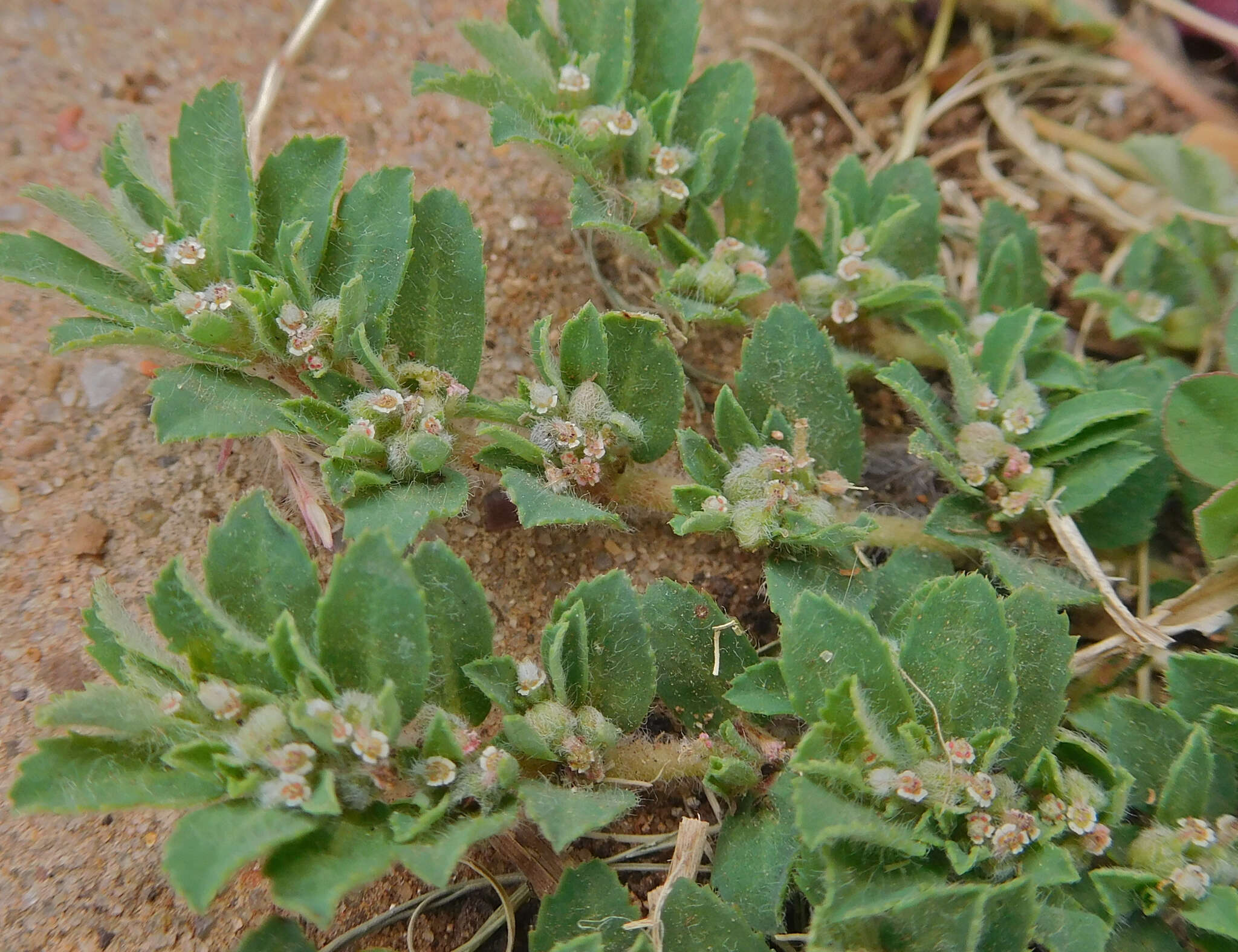 Imagem de Euphorbia stictospora var. stictospora