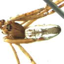 Image of Mecynogea sucre Levi 1997