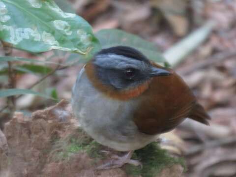 Image of Red-throated Alethe