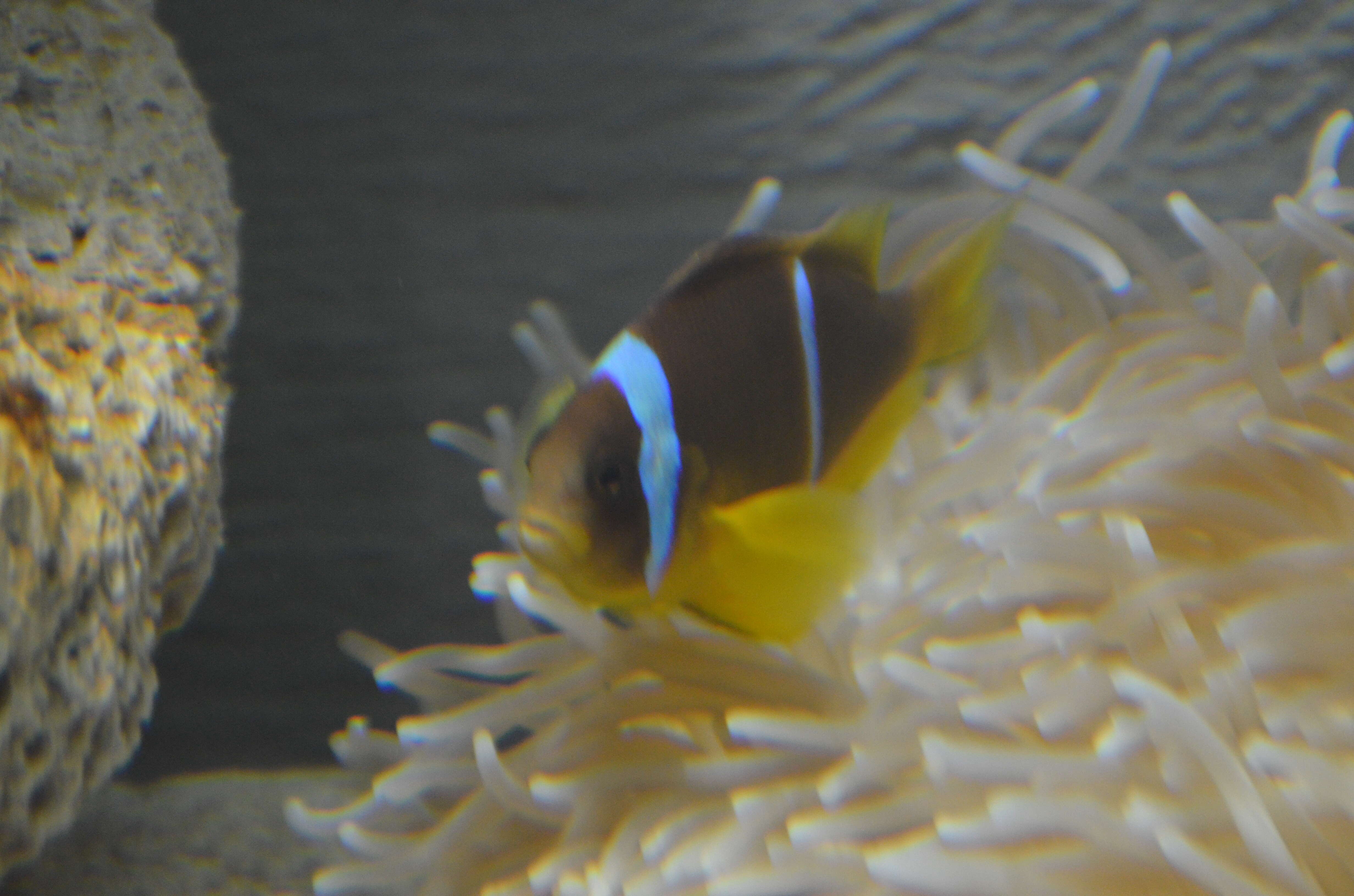 Image of Clownfish