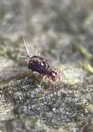 Image of Dicyrtomina saundersi (Lubbock & J 1862)