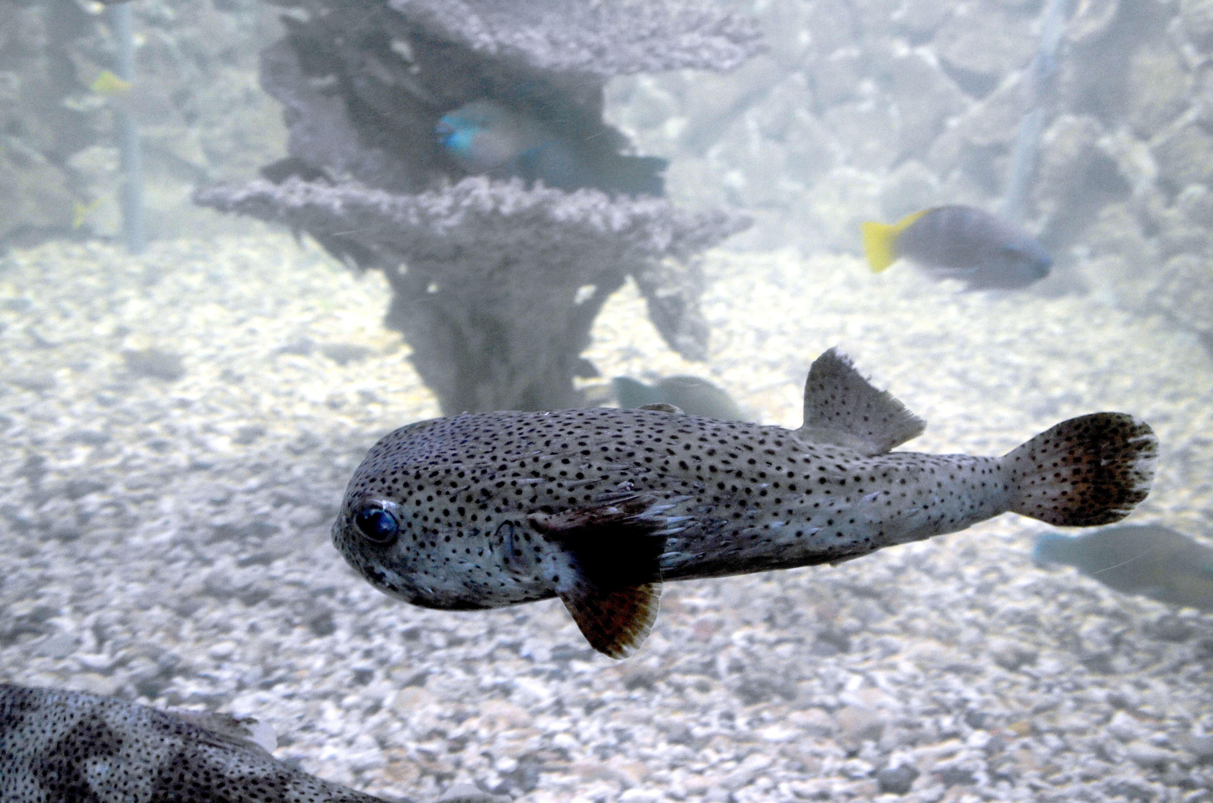 Image of Broadbarred Toadfish